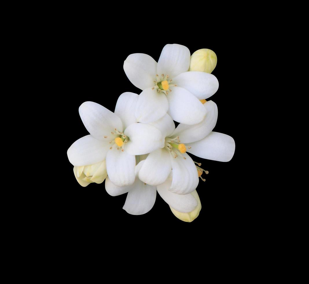 flores de jazmín naranja o murraya paniculata. primer plano ramo de flores exóticas blancas sobre hojas verdes aisladas sobre fondo negro. manojo de flores de vista superior. foto