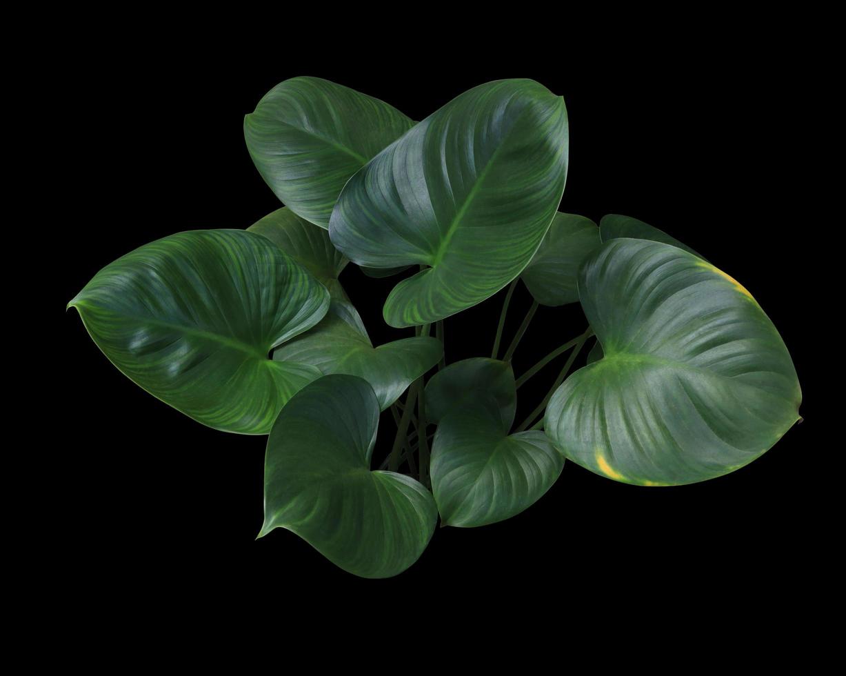 Homalomena rubescens or King of heart leaves. Close up beautiful green leaves bush isolated on black background. The side of exotic green leaf. photo