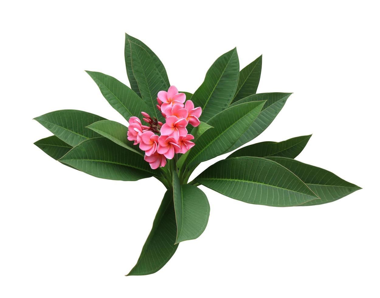 Plumeria or Frangipani or Temple tree flowers. Close up exotic pink plumeria flower bouquet on green leaf isolated on white background. Top view pink frangipani bunch. photo