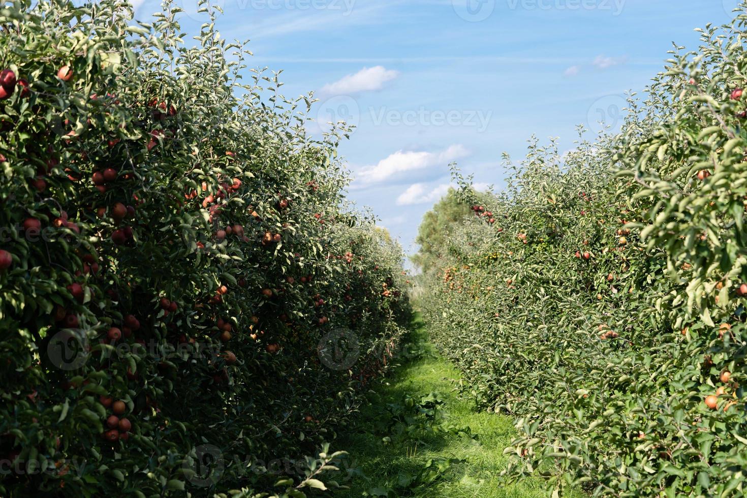 Apple tree in the old land next to Hamburg photo