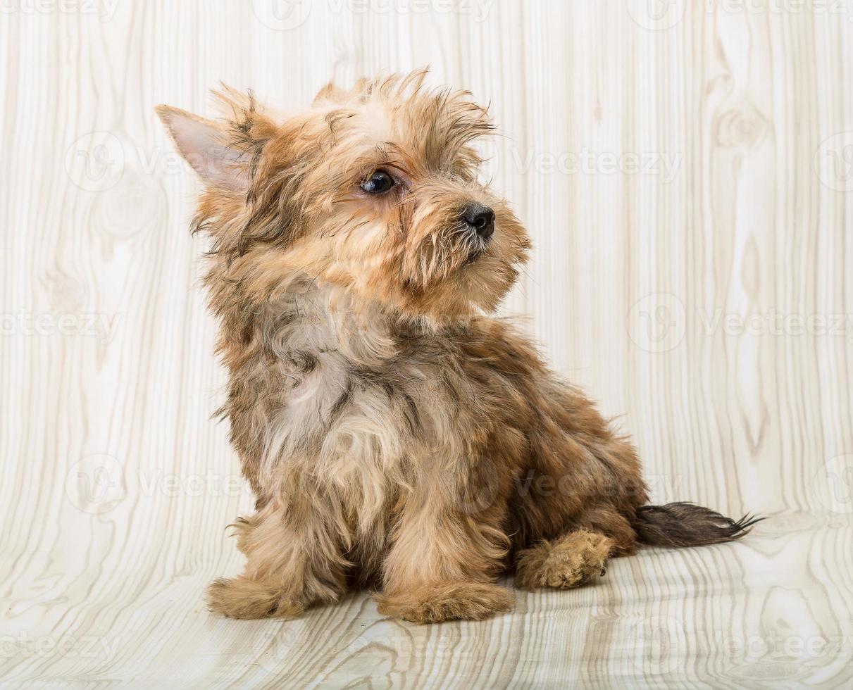 Yorkshire terrier on wooden background photo