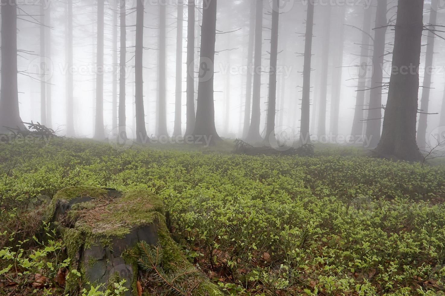 Coniferous forest in fog photo