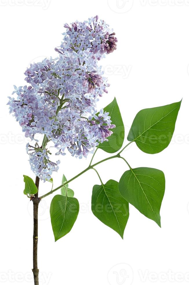 Beautifu Lilac flowers photo