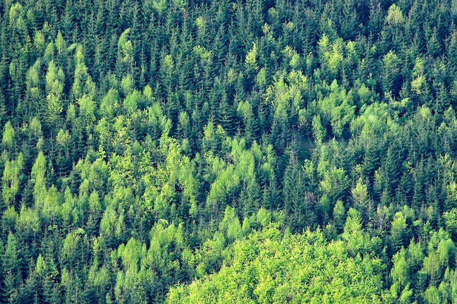 A Spring tree tops photo