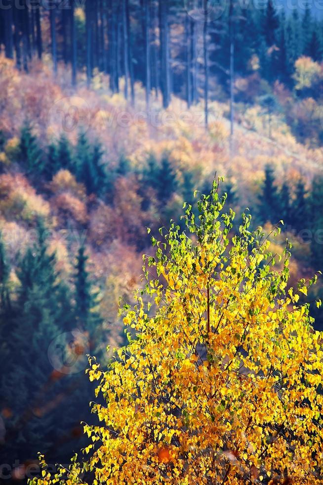 Birch tree in autumn photo