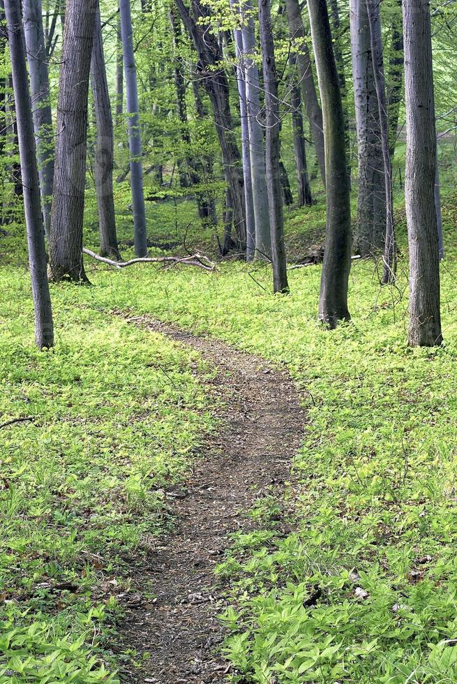 bosque de camino de primavera foto