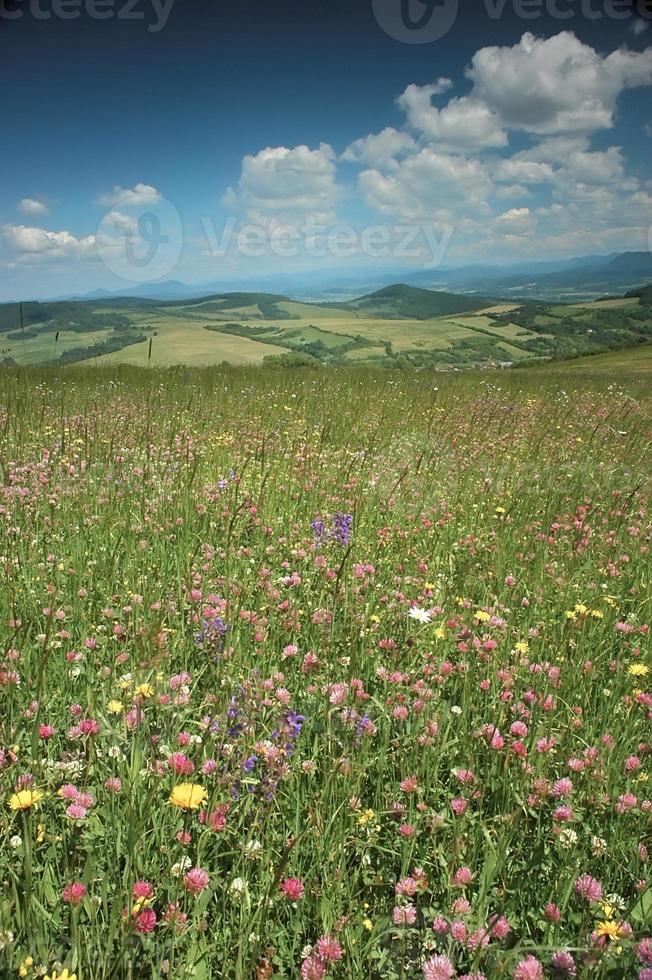 Flowers in meadow photo