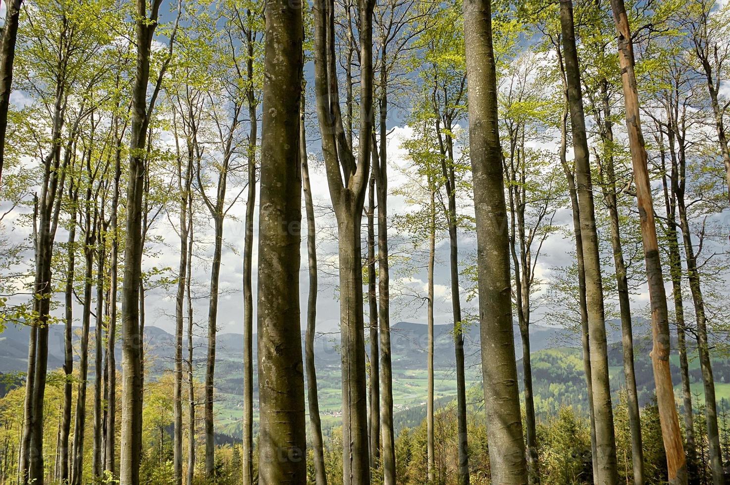 bosque en verano foto