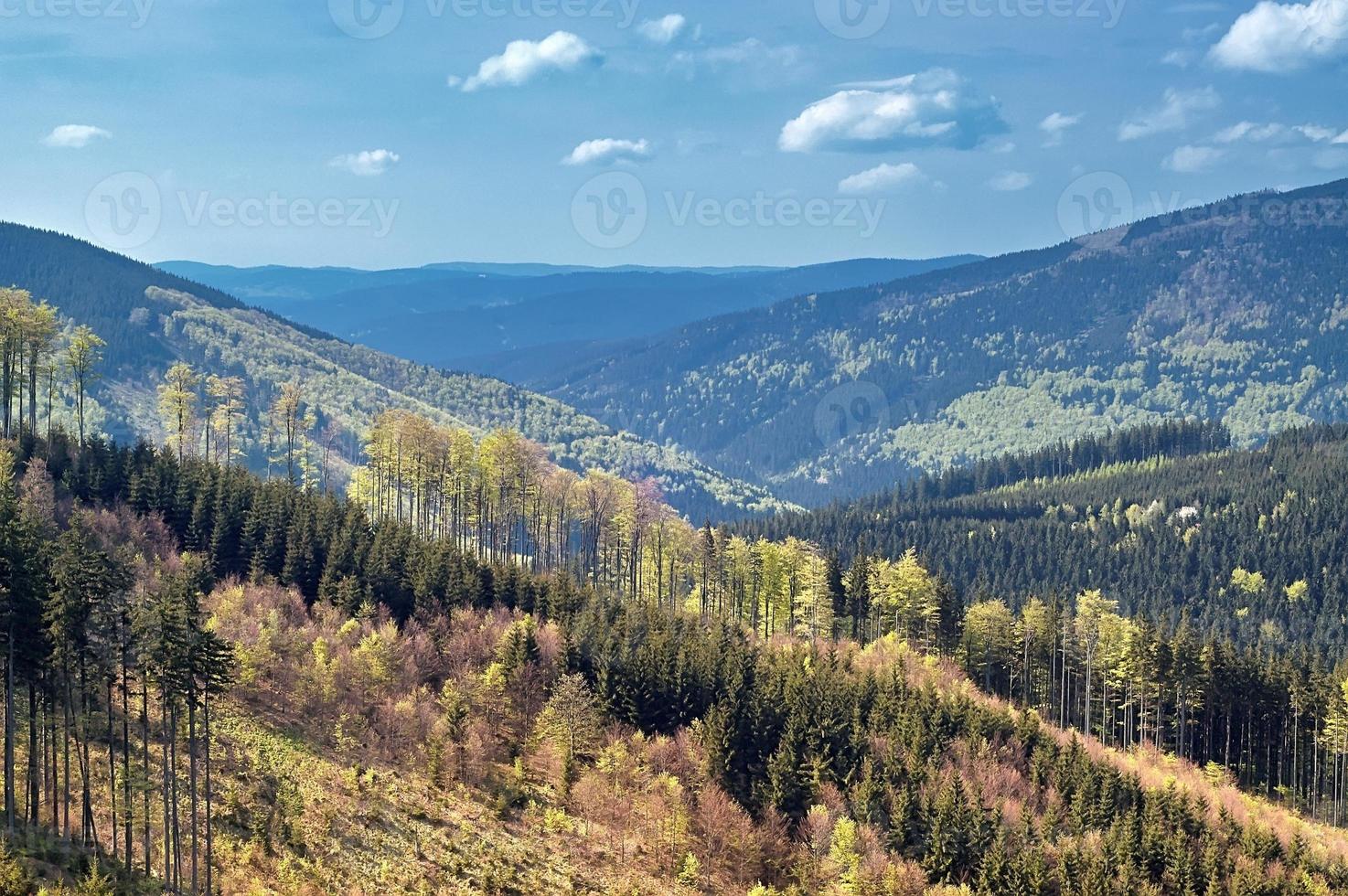A Spring treetops photo