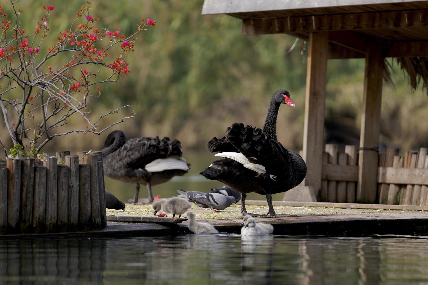 Black Swans and Babies photo