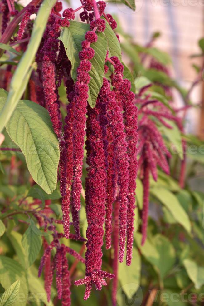 Decorative amaranth flowers on a green bush in a summer garden. Beautiful red hanging amaranth flowers. photo