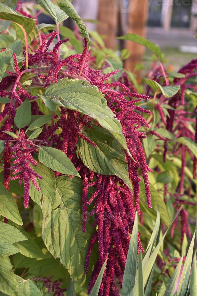 Decorative amaranth flowers on a green bush in a summer garden. Beautiful red hanging amaranth flowers. photo