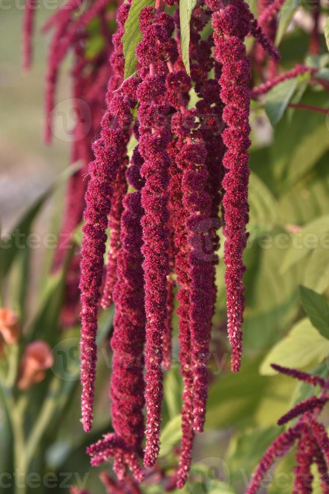 Decorative amaranth flowers on a green bush in a summer garden. Beautiful red hanging amaranth flowers. photo