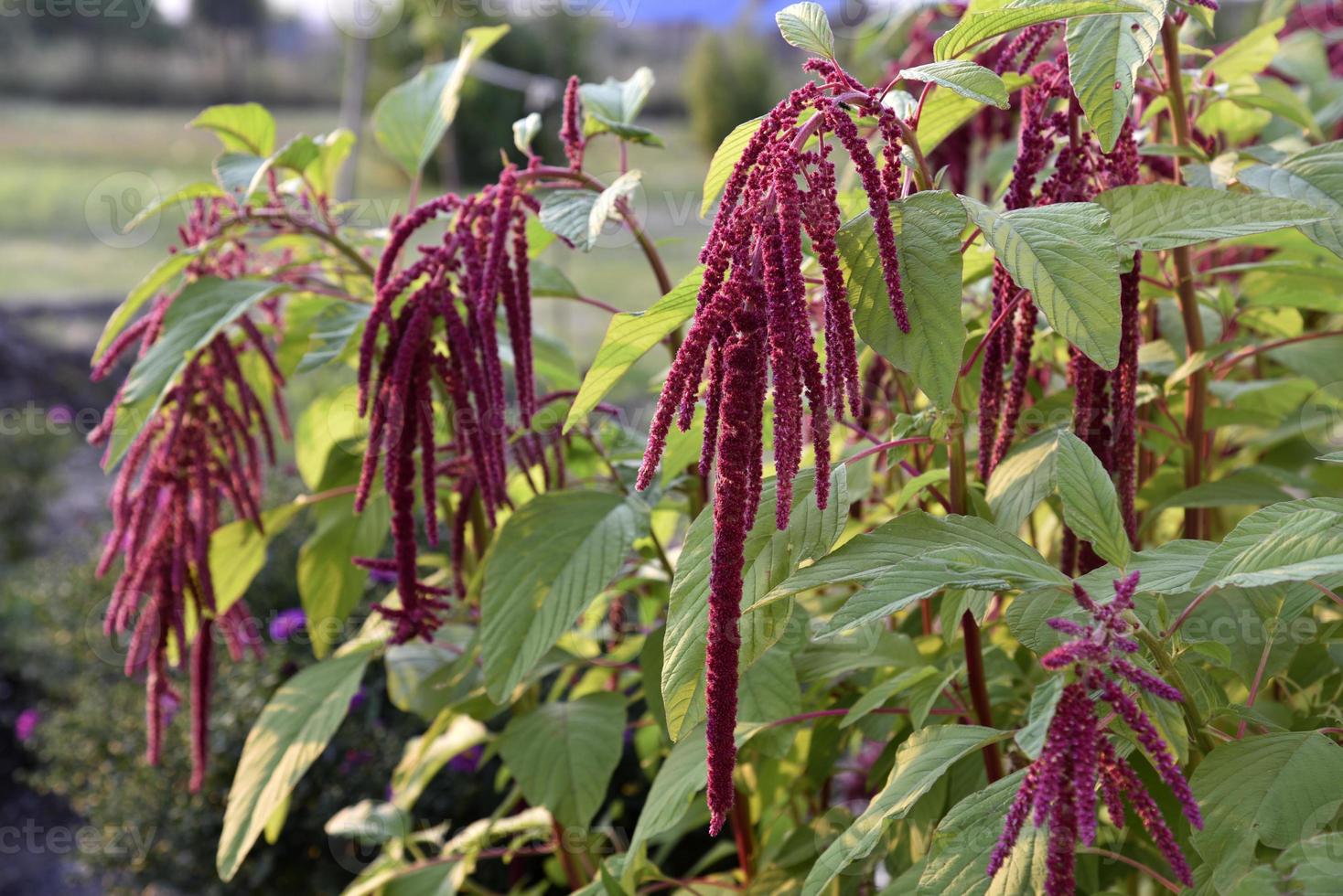 Decorative amaranth flowers on a green bush in a summer garden. Beautiful red hanging amaranth flowers. photo