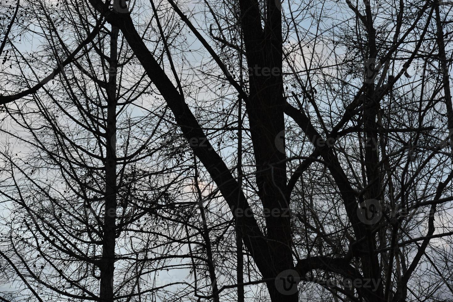 Black tree branches against a blue sky without leaves. photo