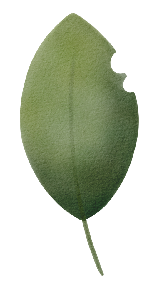 Green Leaves Watercolor png