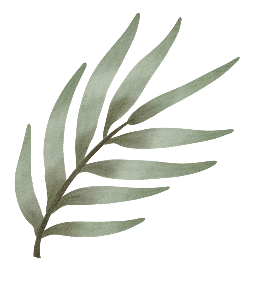 acuarela de hojas verdes png