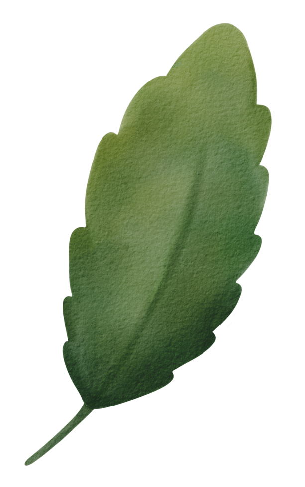 Green Leaves Watercolor png