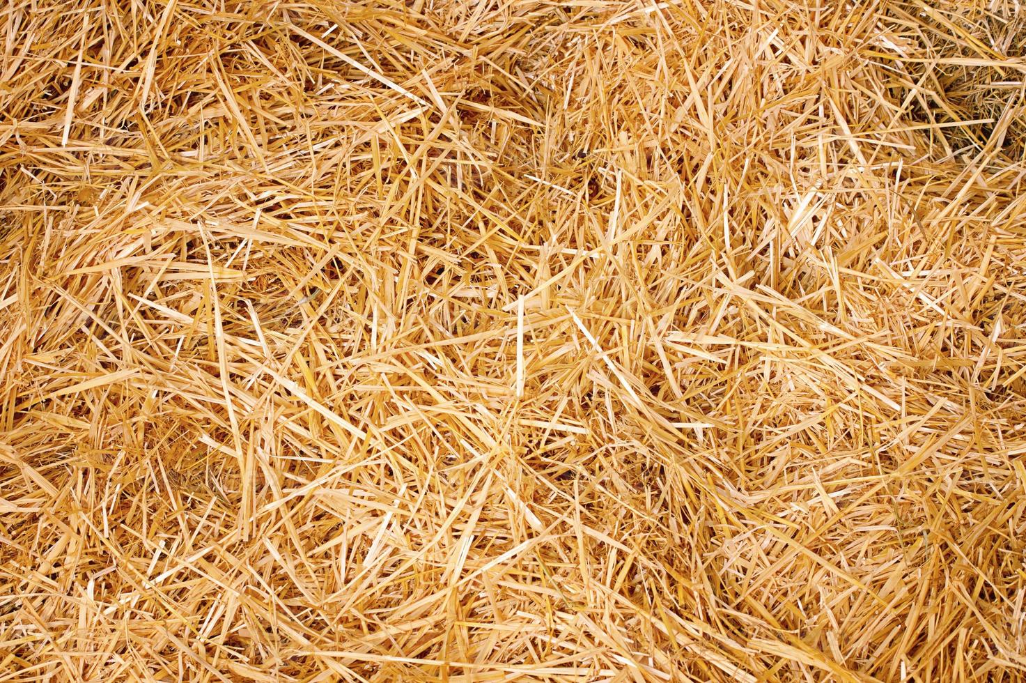 Yellow dry hay as a background. Hay macro photography. photo