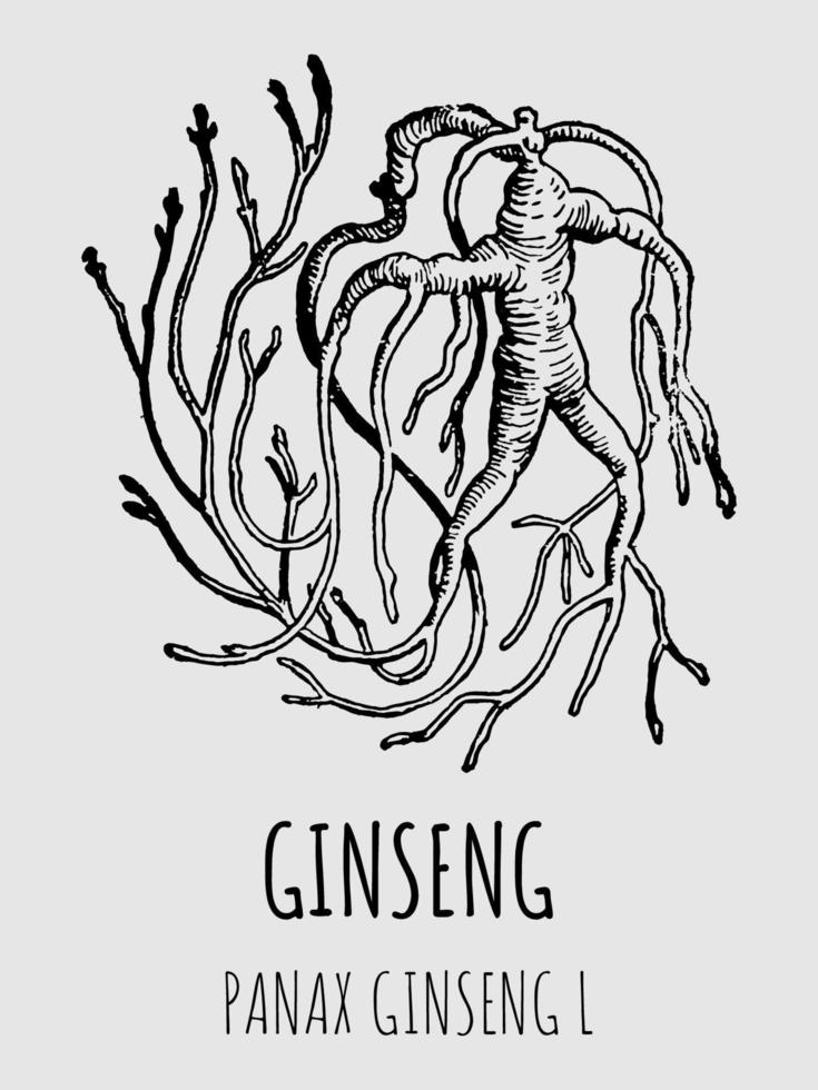 Vector drawings ginseng. Hand drawn illustration. Latin name PANAX GINSENG L.