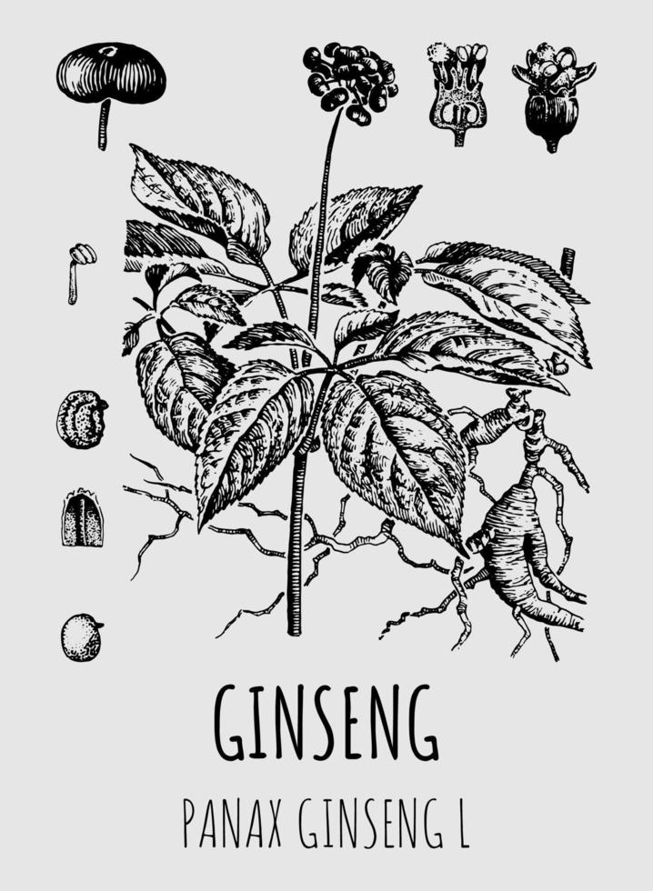 dibujos vectoriales ginseng. ilustración dibujada a mano. nombre latino panax ginseng l. vector