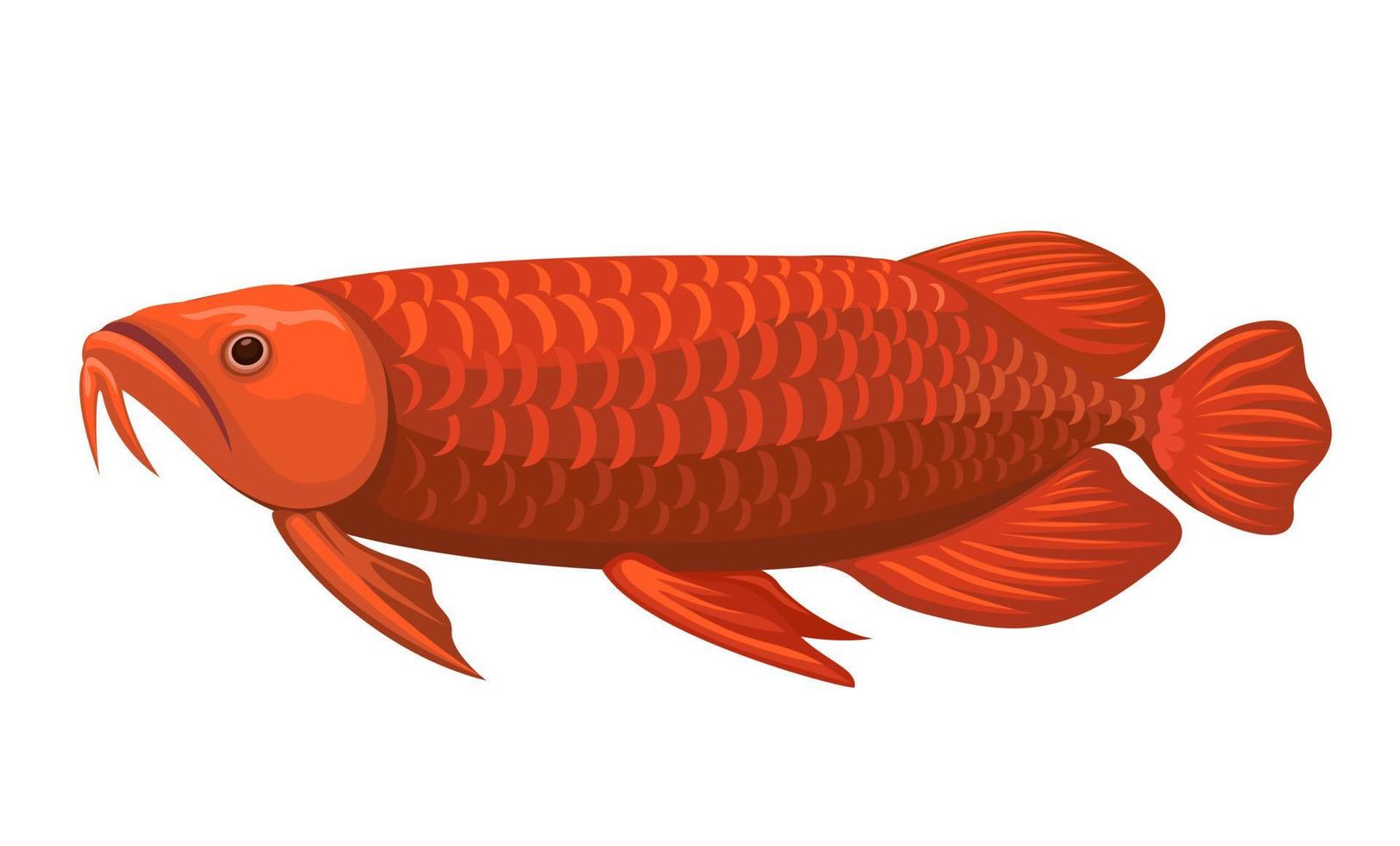 Red Arowana exotic fish animal species cartoon illustration vector