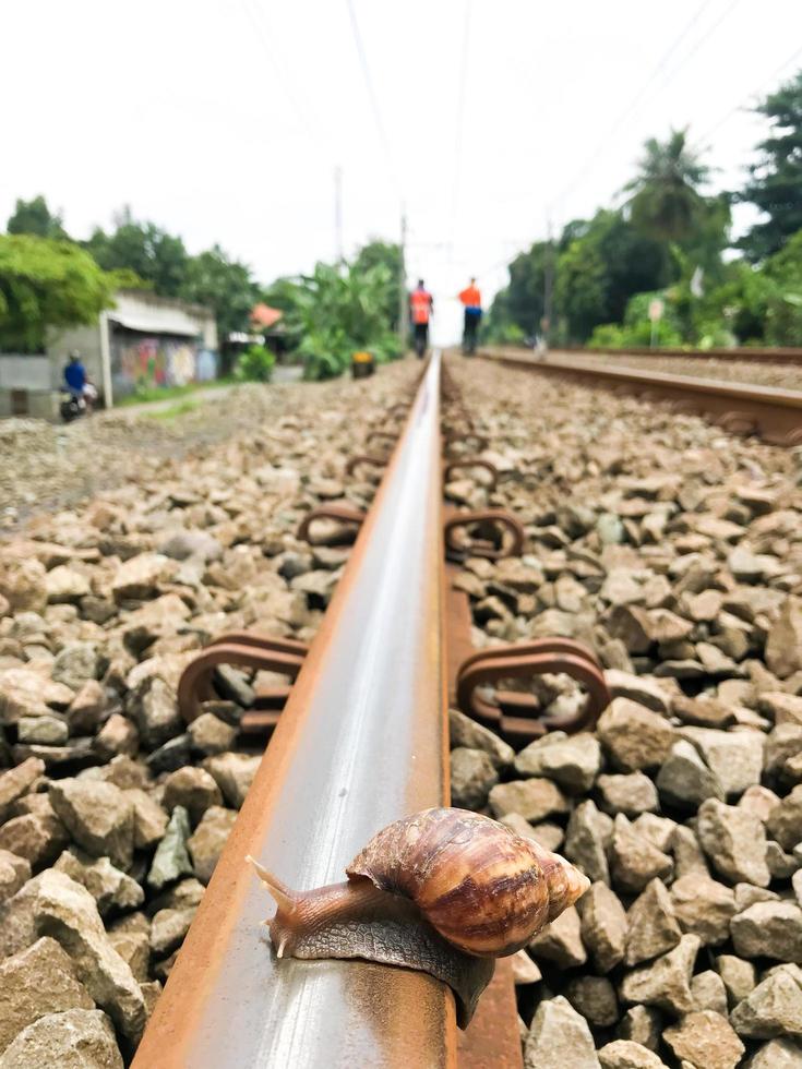 Snails are crossing the rails with a blurred background photo