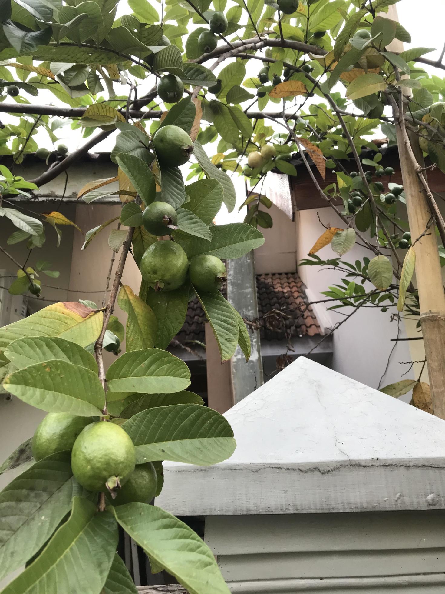 The guava fruit has started to bear fruit and soon turns yellow and is