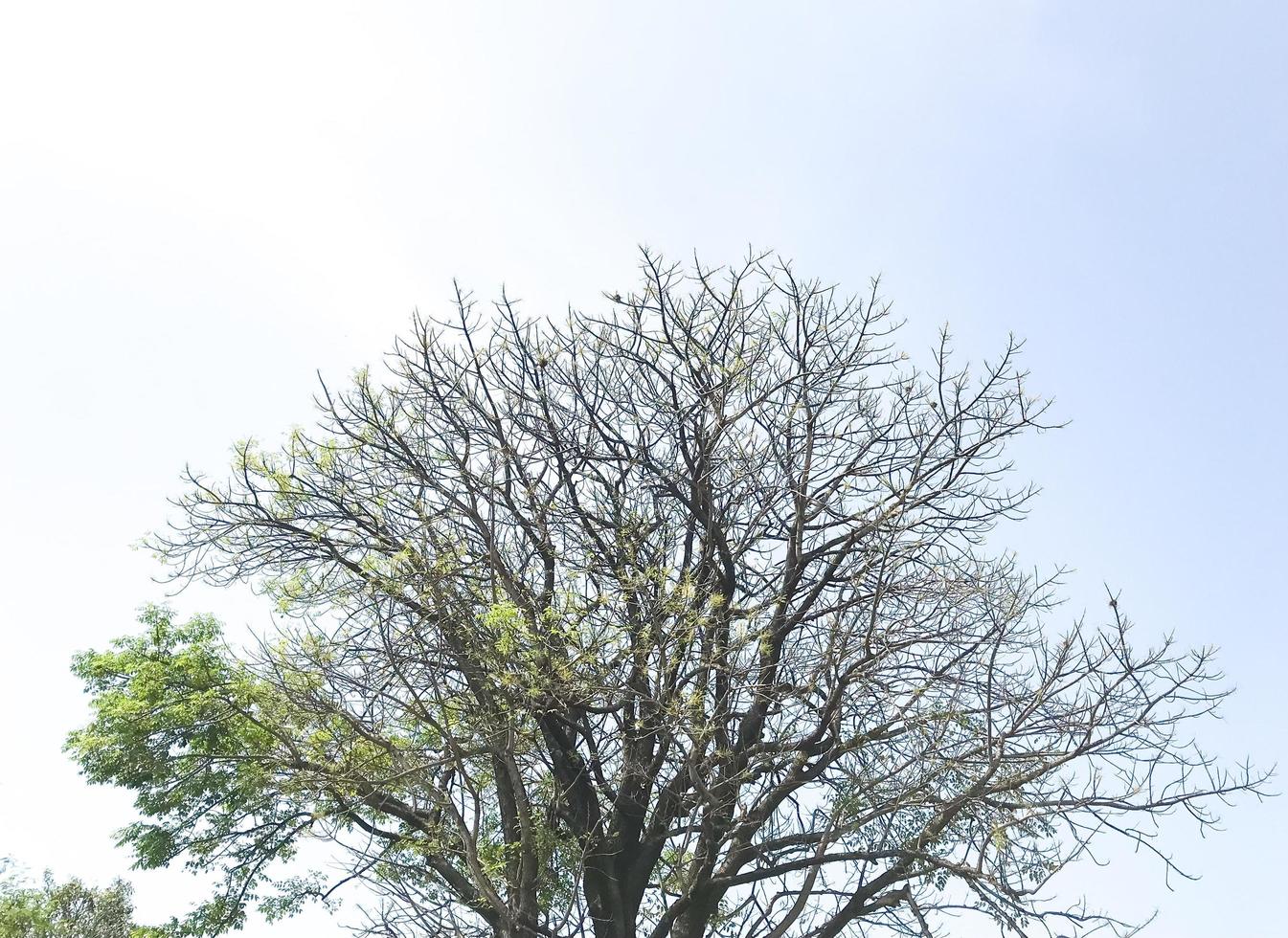 árbol seco con pocas hojas aislado con cielo azul foto