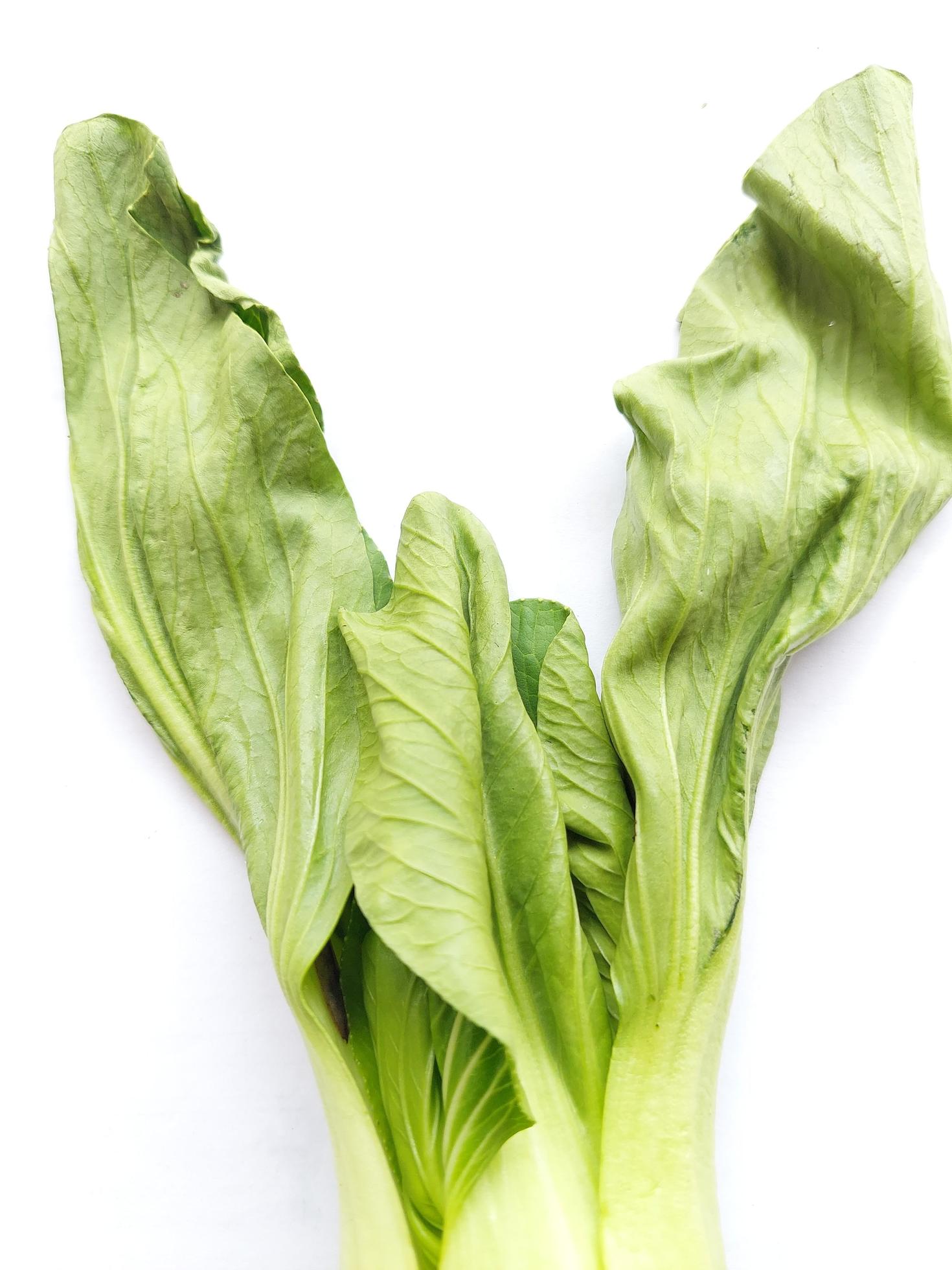 Mustard greens or Pakcoy leaves look wilted because they are cold and