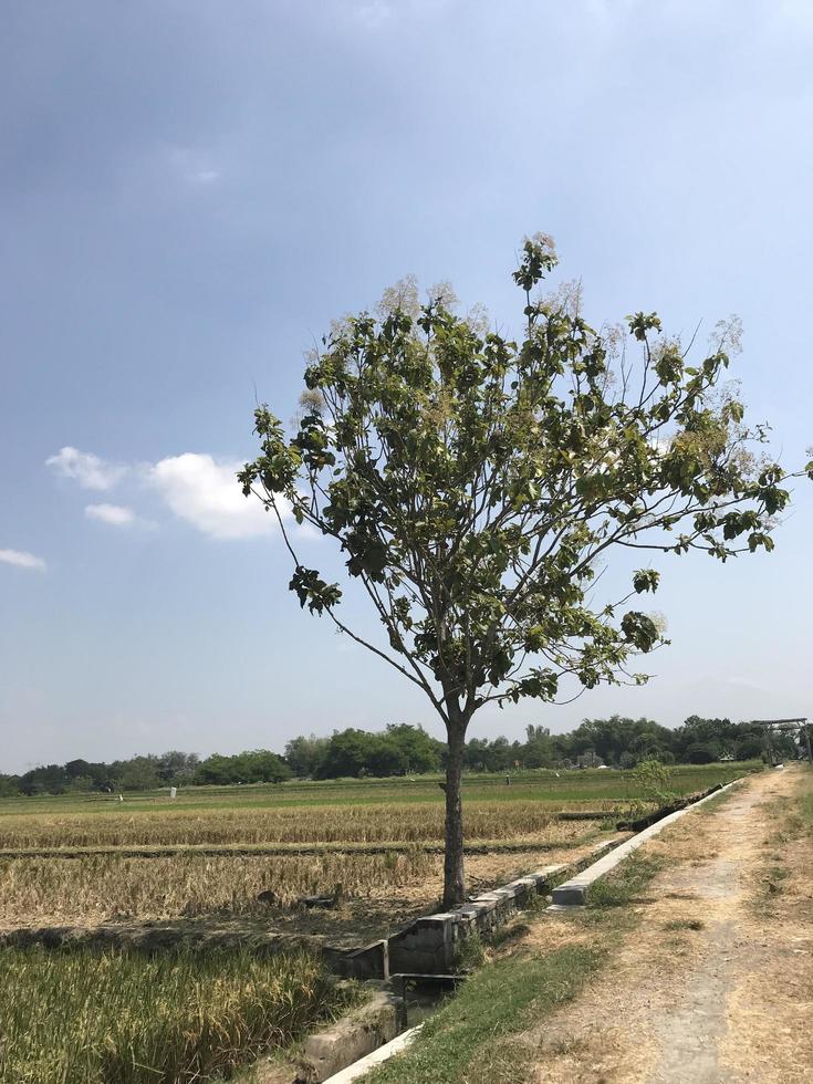 Teak tree beside the rice field photo