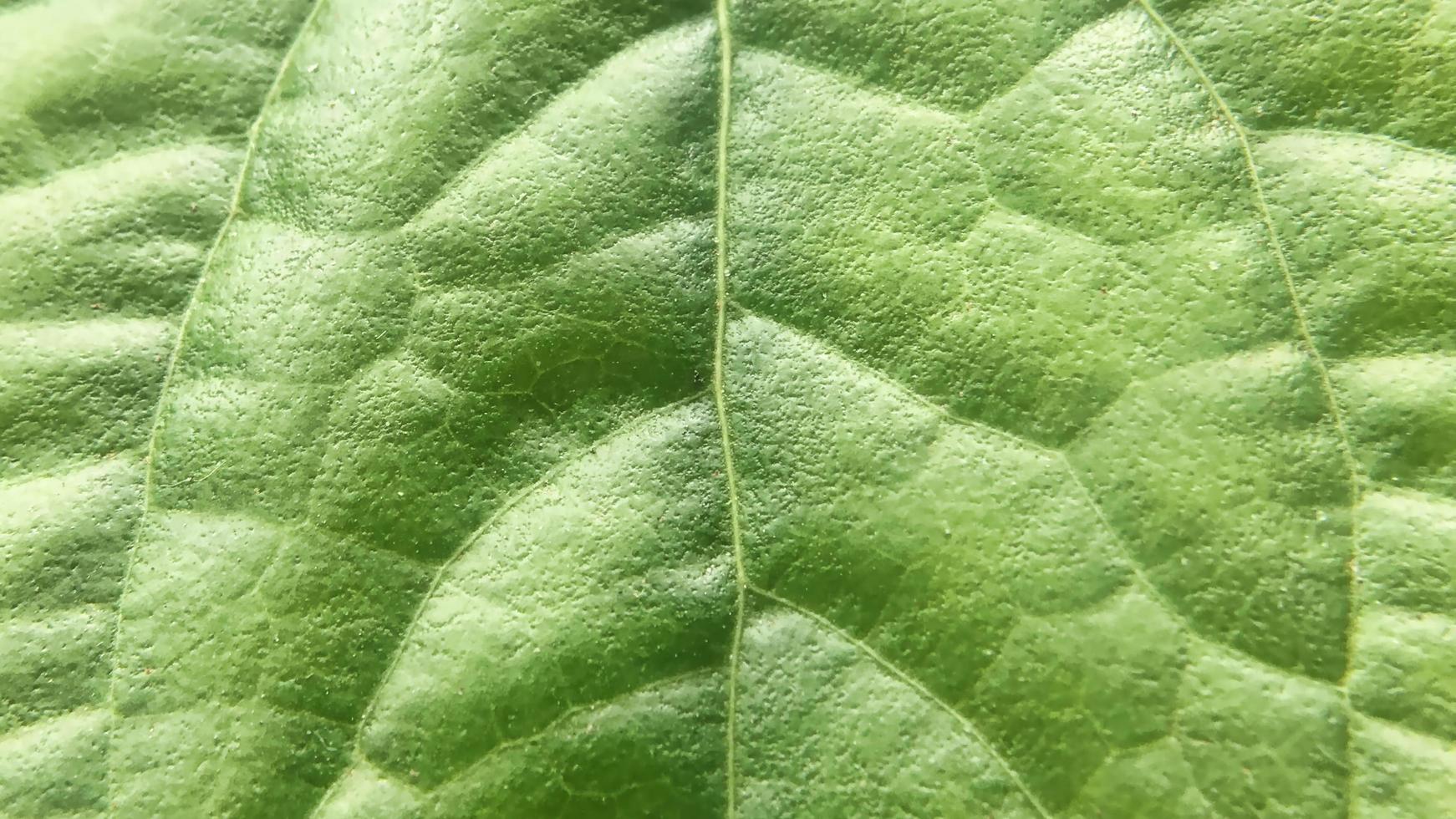 Abstract green leaves nature texture background. Creative layout for design photo