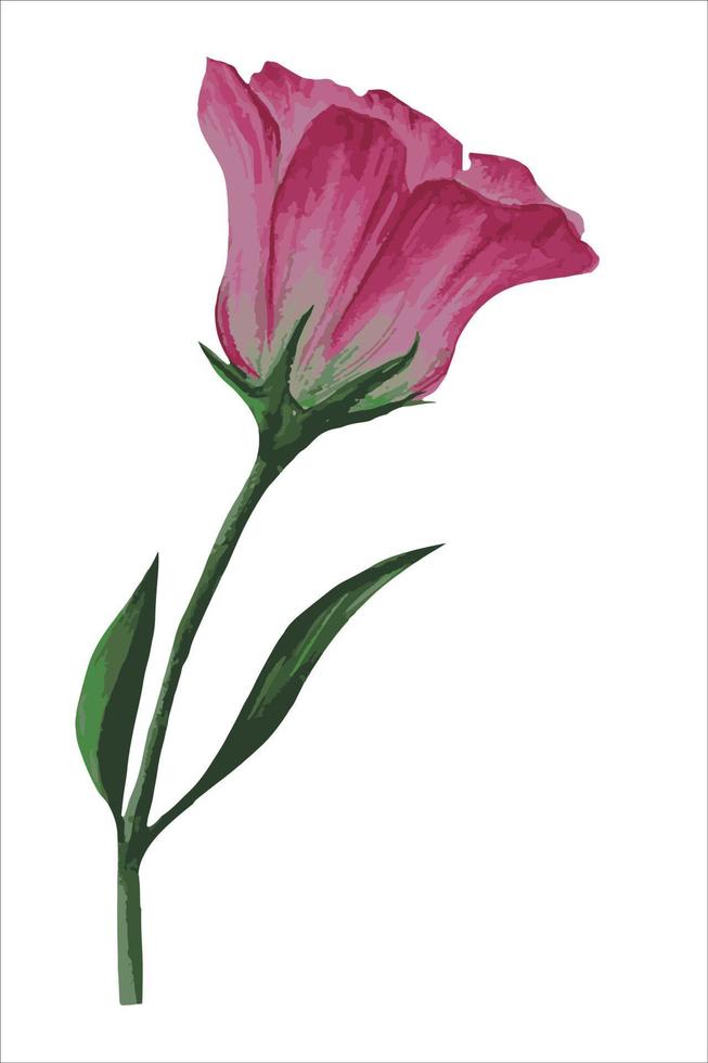 eustoma flower, lisianthus vector illustration.ai