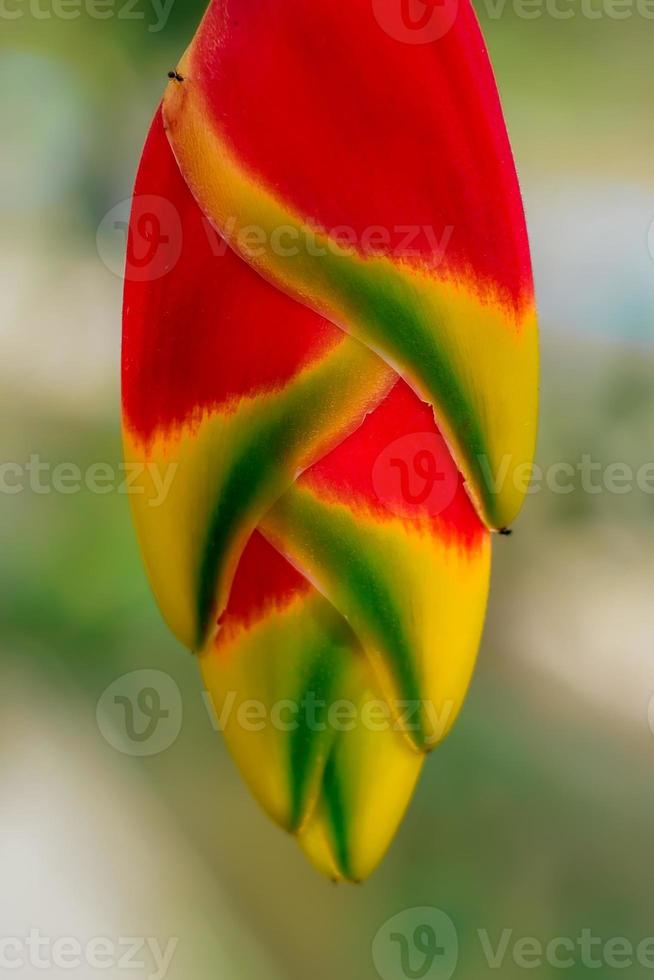 Heliconia rostrata, cakar lobster gantung is a herbaceous perennial plant native to El Salvador, Peru, Bolivia, Colombia, Venezuela, Costa Rica, and Ecuador, and naturalized in Puerto Rico. photo