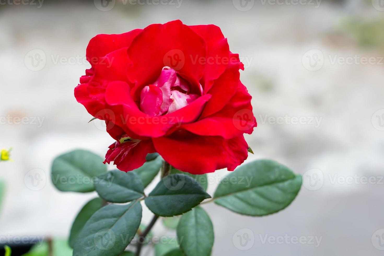 rosas rojas en flor. rosas rojas en flor natural. 11732094 Foto de stock en  Vecteezy