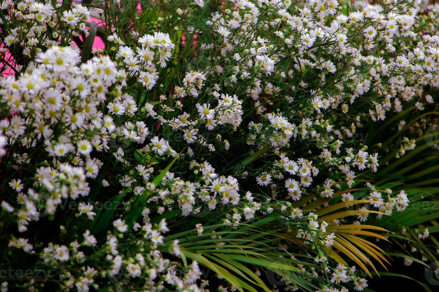 Symphyotrichum ericoides flower is a true herb and belongs to the Asteraceae family. This plant has white flowers with yellow centers, which begin flowering in late summer and last until autumn. photo