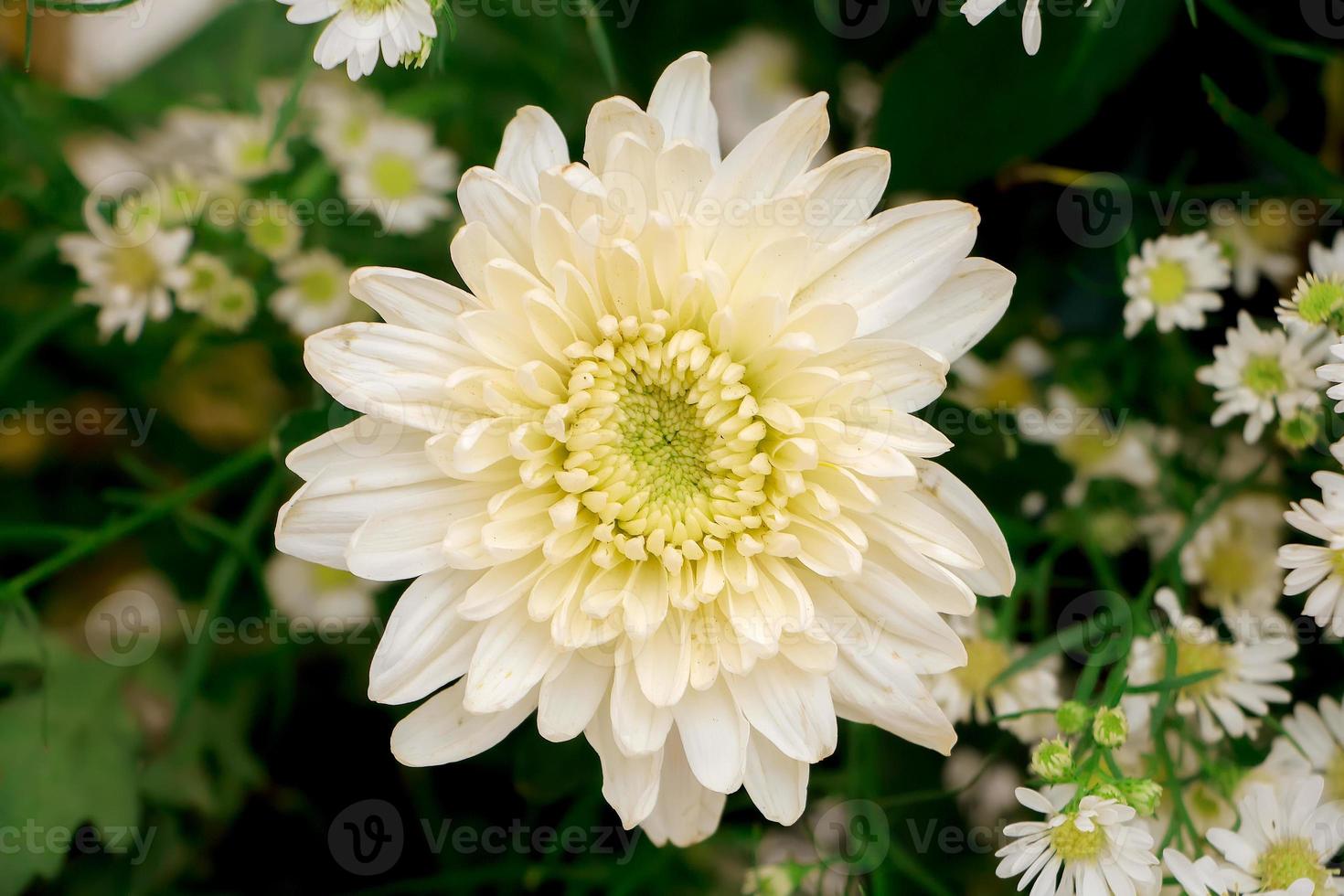 Chrysanthemums, sometimes called mums or chrysanths, are flowering plants of the genus Chrysanthemum in the family Asteraceae. They are native to East Asia and northeastern Europe. photo