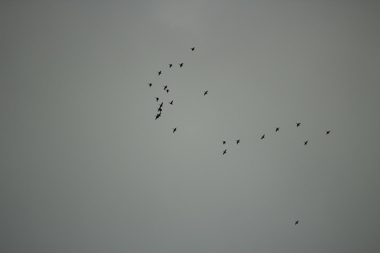 A flock of birds in the sky. The birds fly south. photo