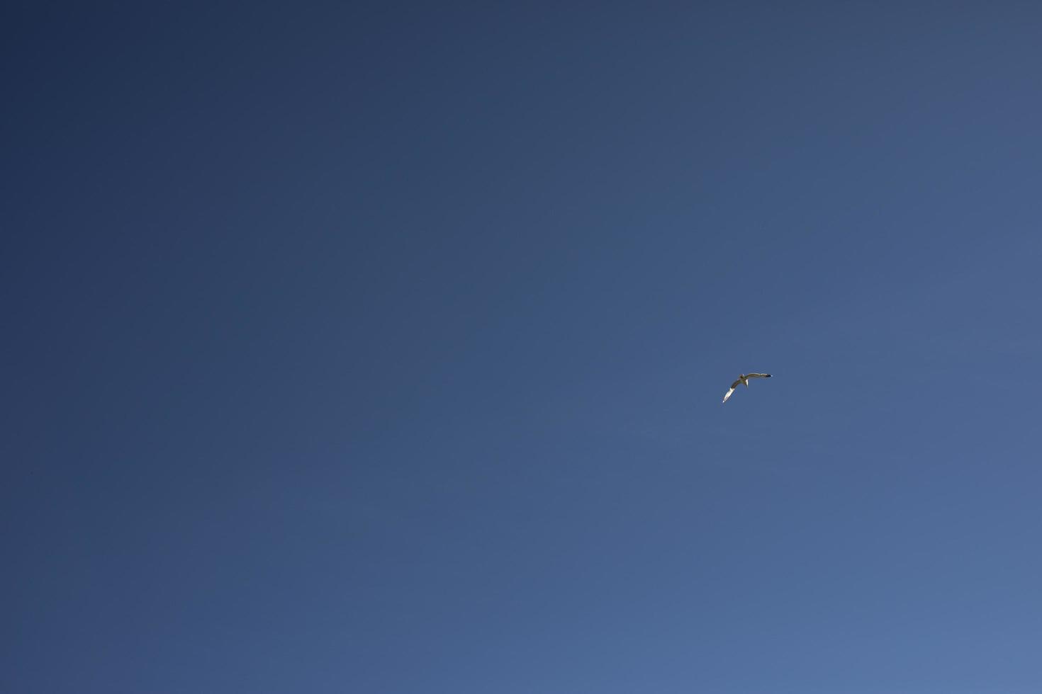 Seagull flies across sky. Bird is high in blue sky. photo