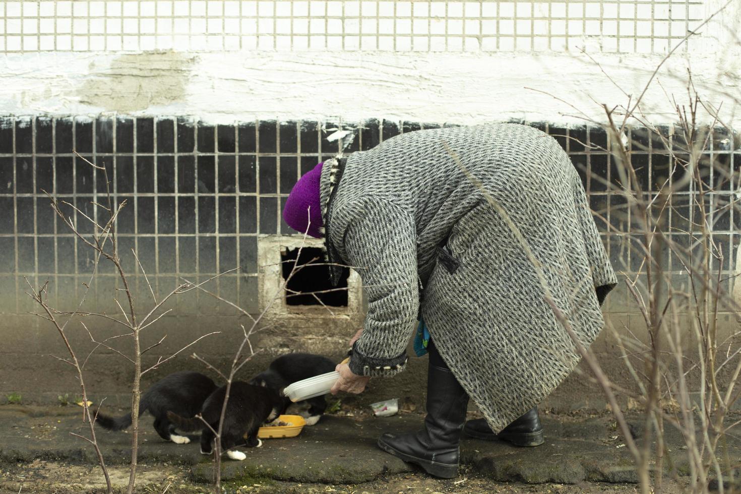 Old woman feeds cats in yard. Pensioner with stray cats. photo