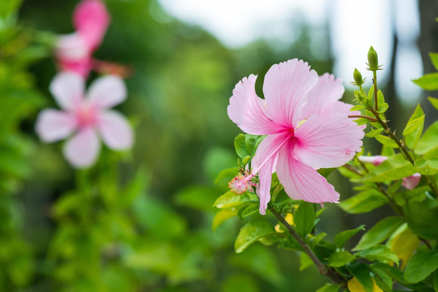 flor de hibisco rosa que florece en el fondo verde de la naturaleza. follaje exuberante tropical, naturaleza floral floreciente exótica y soleada. bokeh desenfoque jardín natural, flora de primer plano en el jardín de verano foto