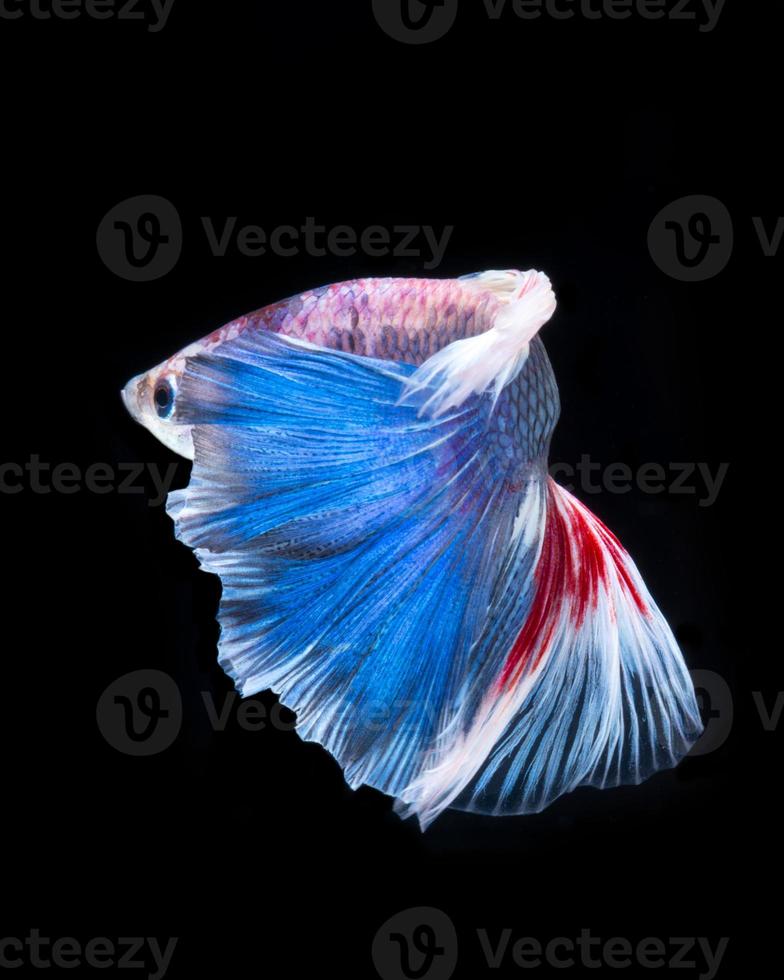 Betta fish. Capture the moving moment of red-blue siamese fighting fish isolated on black background. photo
