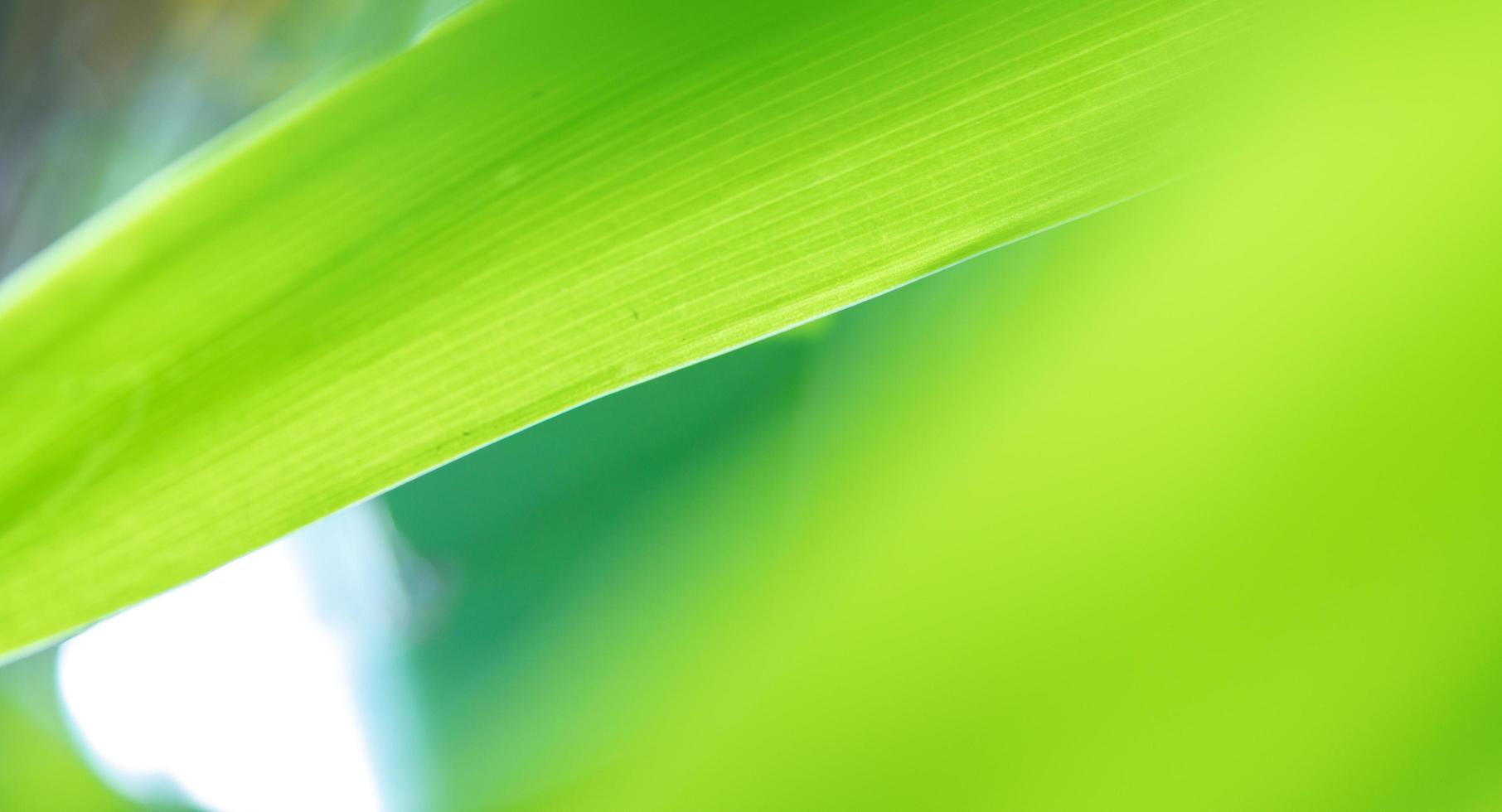 abstract stunning green leaf texture, tropical leaf foliage nature green background photo