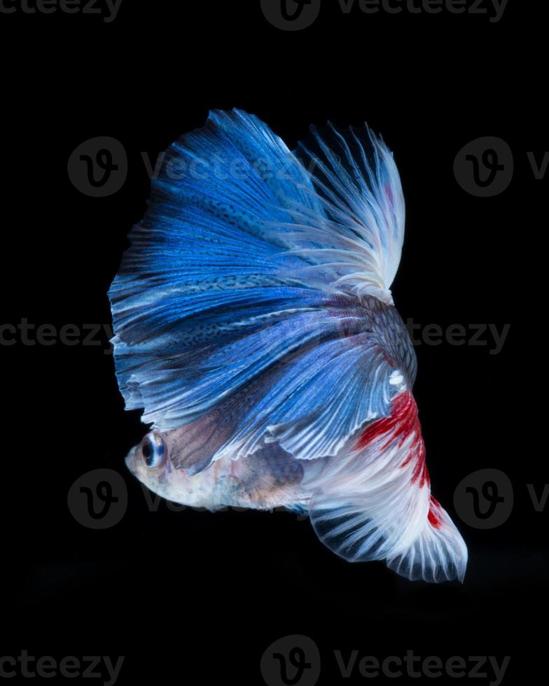 Betta fish. Capture the moving moment of red-blue siamese fighting fish isolated on black background. photo