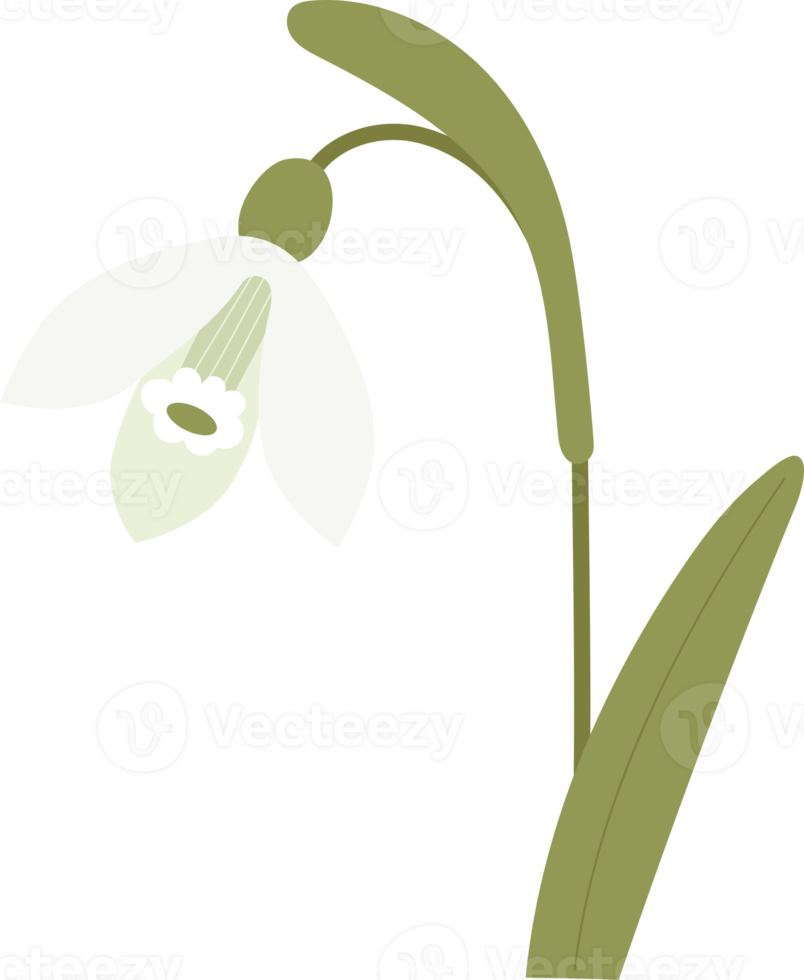 snödroppe blomma med löv. mild skog vår vit blomma allmänning snödroppe png