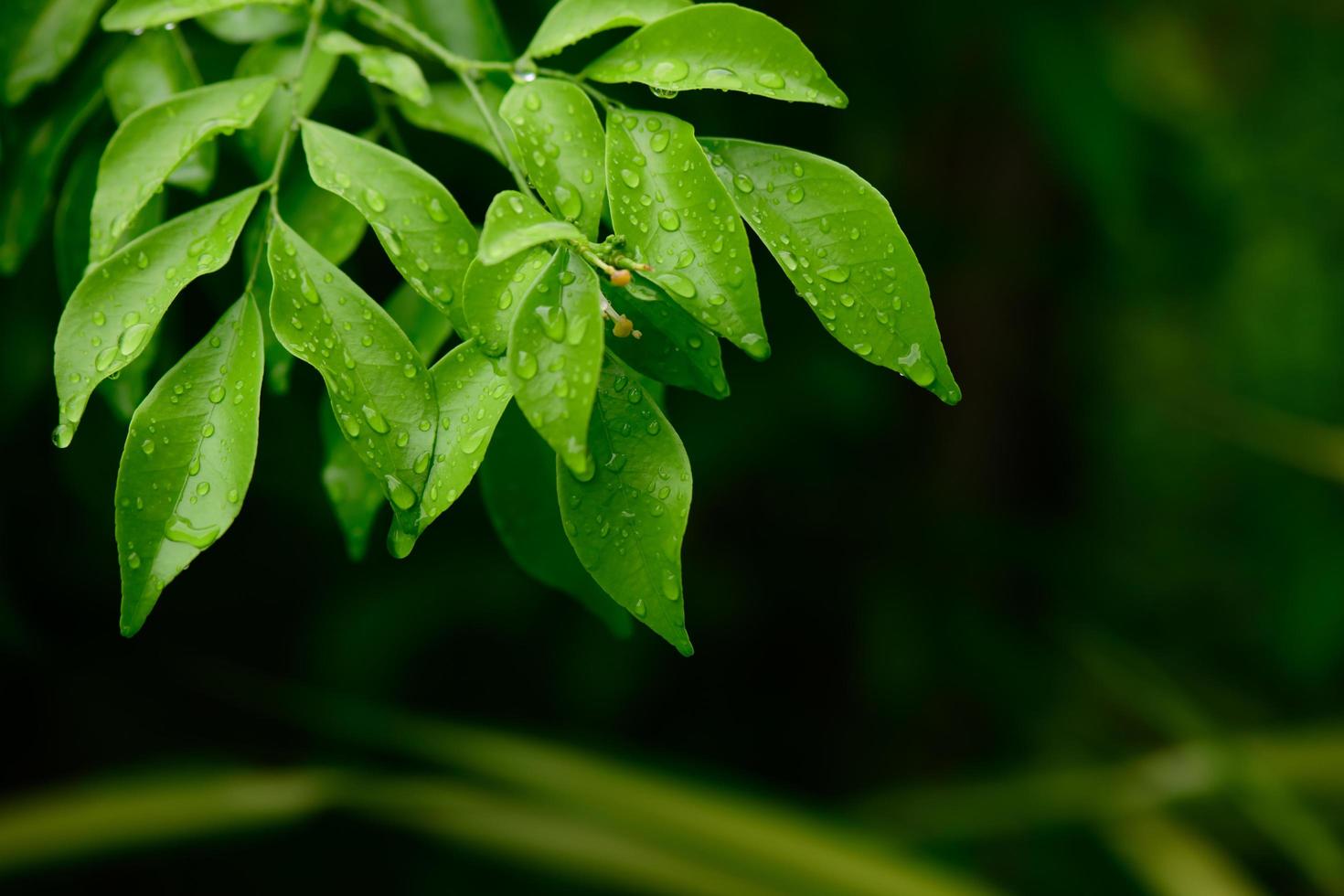 abstract stunning green leaf texture, tropical leaf foliage nature dark green background photo