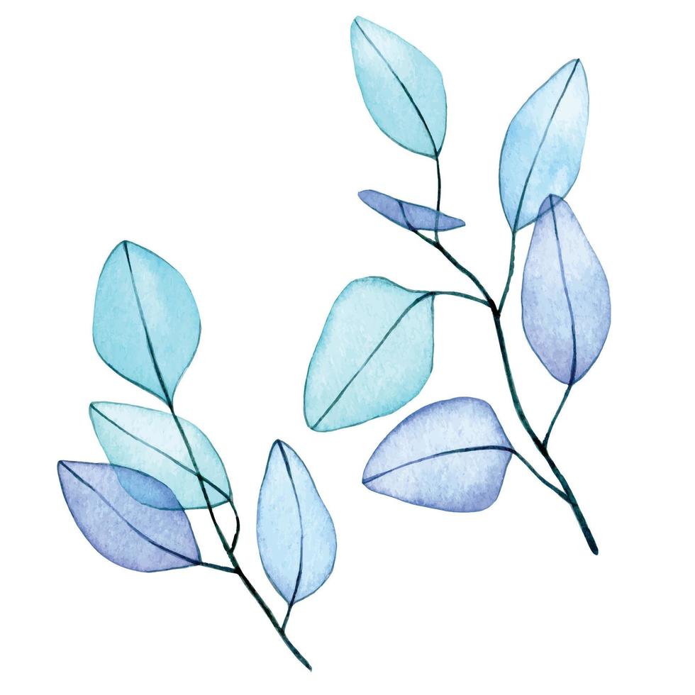 watercolor drawing. set of eucalyptus leaves transparent flowers. delicate drawing abstract eucalyptus leaves x-ray vector