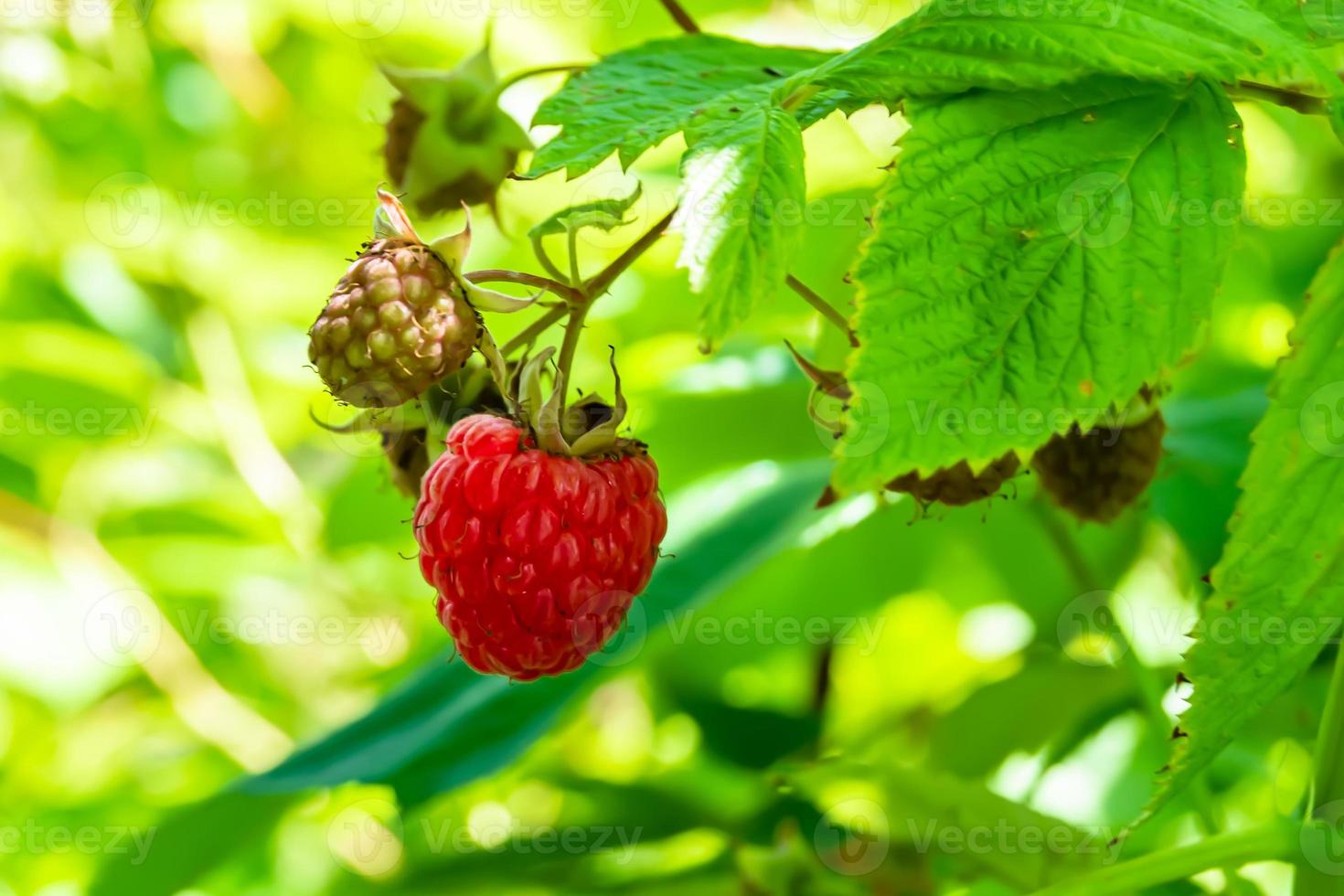 Photography on theme beautiful berry branch raspberry bush photo