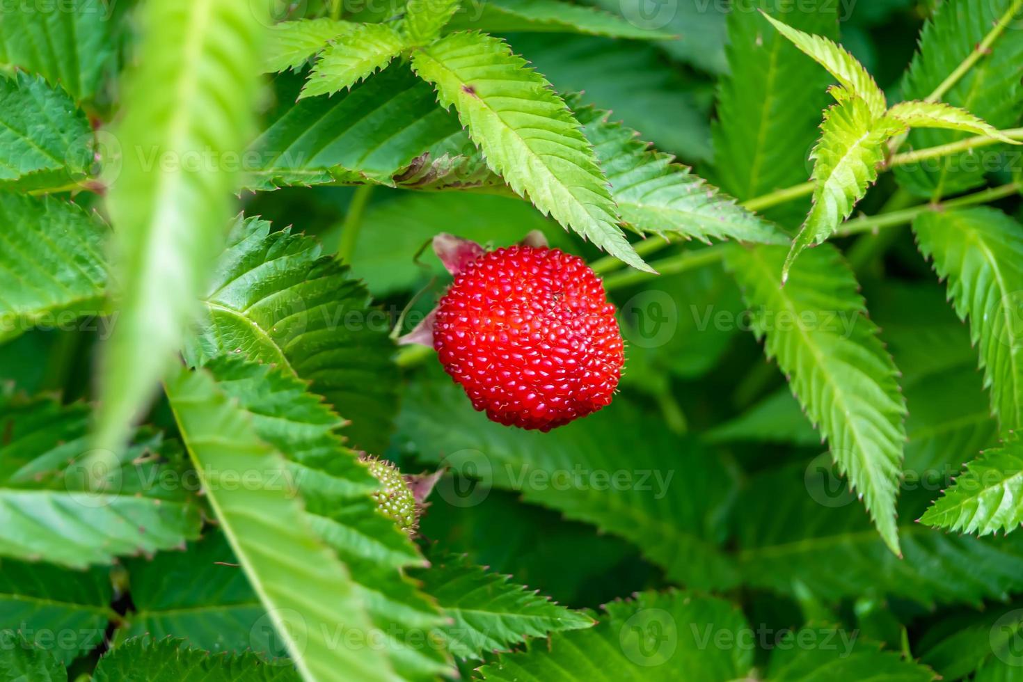 Beautiful berry branch japanese strawberry bush 11733169 Stock Photo at