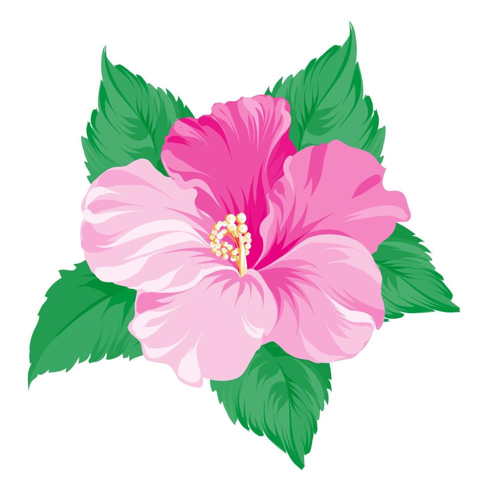 flor de hibisco rojo con hojas verdes. adecuado para colocar en contenido con patrón de tema, logotipo, icono, silueta de cubo, etc. ilustración vectorial libre. vector